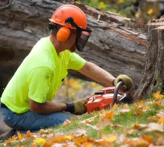 tree services South Bloomfield